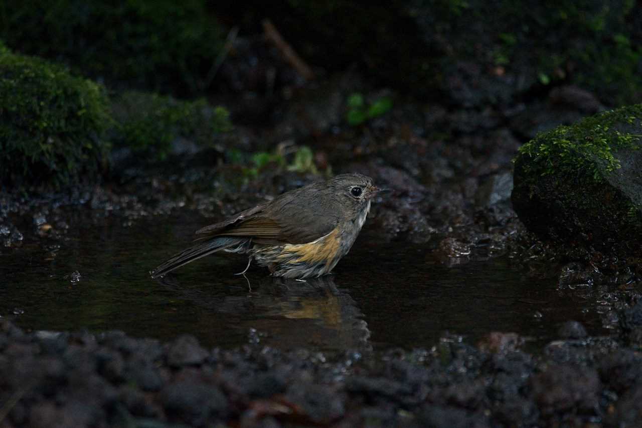 Photo of Red-flanked Bluetail at  by くまのみ