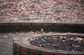 ジョウビタキ 上尾丸山公園 2022年2月14日(月)