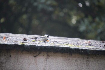 シジュウカラ 上尾丸山公園 2022年2月14日(月)