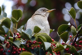 Pale Thrush 香椎海岸 Mon, 2/14/2022