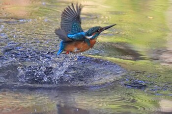 カワセミ 鶴舞公園(名古屋) 2022年2月12日(土)