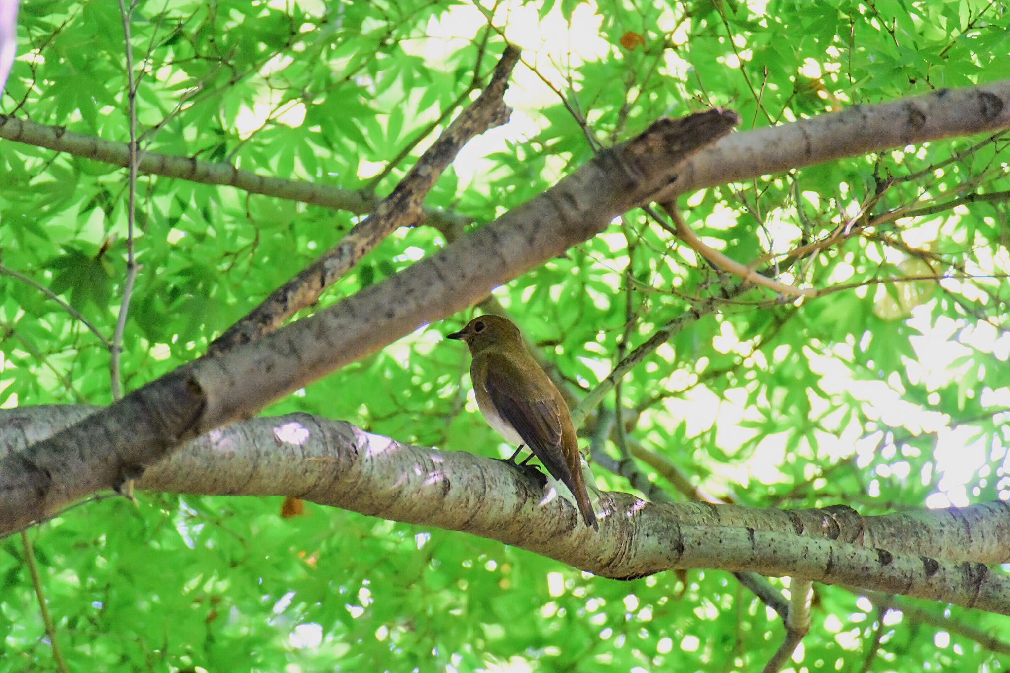 Narcissus Flycatcher