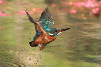 カワセミ 鶴舞公園(名古屋) 2022年2月12日(土)