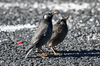 ムクドリ 鶴見川 2022年2月11日(金)