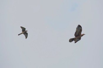 Crested Honey Buzzard 神奈川県 Fri, 9/8/2017