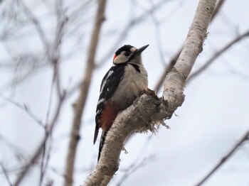 Great Spotted Woodpecker 伊香保森林公園 Wed, 4/28/2021