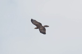 Crested Honey Buzzard 神奈川県 Fri, 9/8/2017