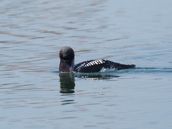 Pacific Loon 彩湖 Thu, 6/10/2021