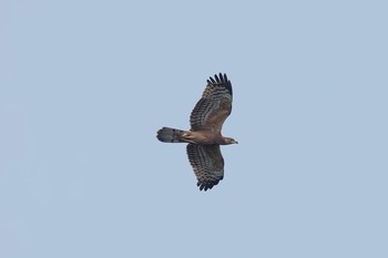 Crested Honey Buzzard 神奈川県 Fri, 9/8/2017