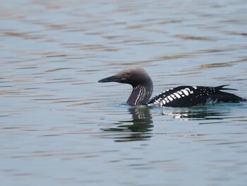 Pacific Loon 彩湖 Thu, 6/10/2021