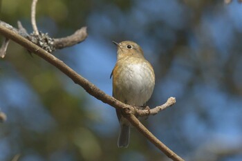 ルリビタキ 滋賀県甲賀市甲南町創造の森 2022年2月15日(火)