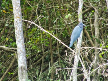 Little Blue Heron San Gerardo De Dota (Costa Rica) Unknown Date