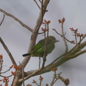 Green-eared Barbet Phu Phan National Park Wed, 2/2/2022