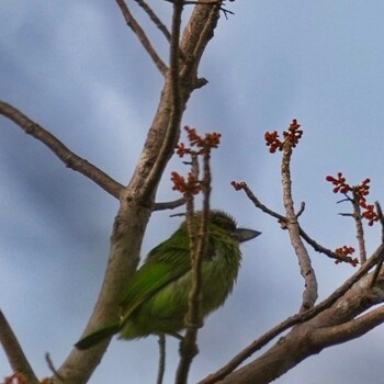 2022年2月2日(水) Phu Phan National Parkの野鳥観察記録