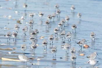 ミユビシギ 三重県 2017年9月8日(金)