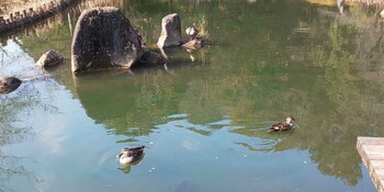 Eastern Spot-billed Duck 哲学堂公園 Tue, 2/15/2022