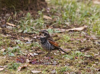 Dusky Thrush Hikarigaoka Park Sun, 2/13/2022