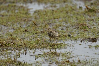 Water Pipit 潟ノ内(島根県松江市) Tue, 2/15/2022