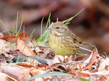 Masked Bunting Kitamoto Nature Observation Park Tue, 2/15/2022