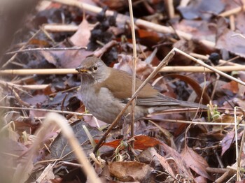 Pale Thrush Kitamoto Nature Observation Park Tue, 2/15/2022