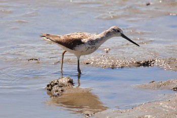 Common Greenshank 愛知県 Fri, 9/8/2017