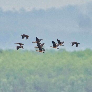 リュウキュウガモ Bueng Khong Long Non-Hunting Area 2022年2月3日(木)