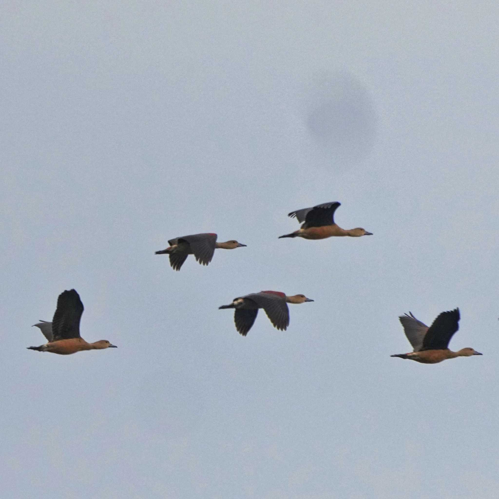 Lesser Whistling Duck