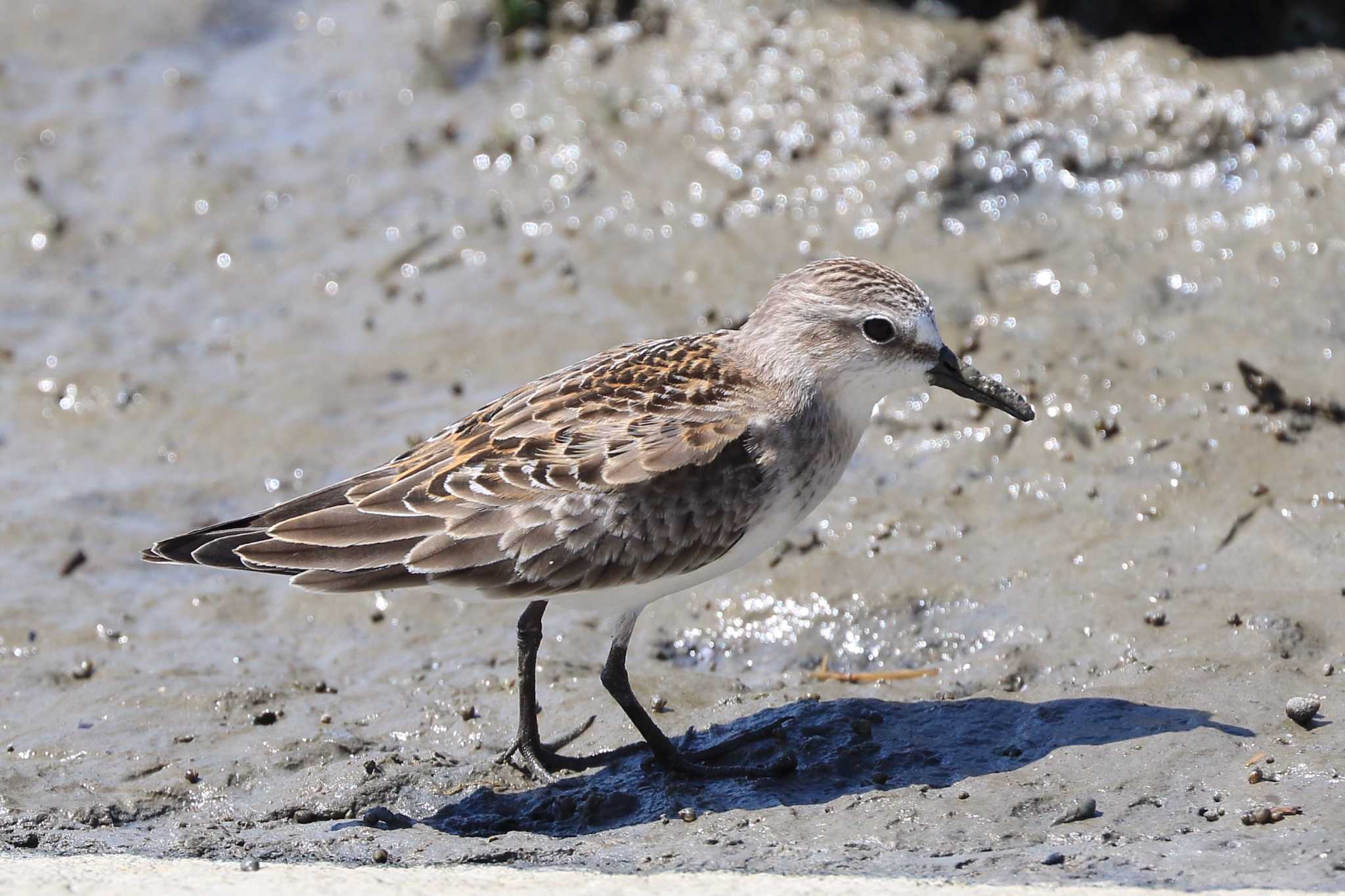 Photo of Red-necked Stint at 愛知県 by アカウント695