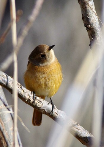 Daurian Redstart 杭瀬川スポーツ公園 Tue, 1/25/2022