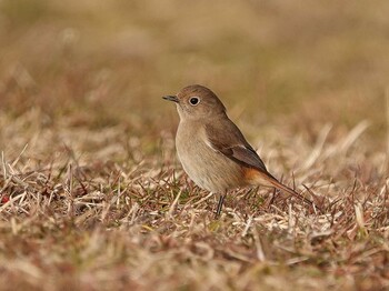 Daurian Redstart Akigase Park Tue, 2/15/2022