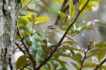 Japanese Bush Warbler 都内市街地 Sat, 2/12/2022