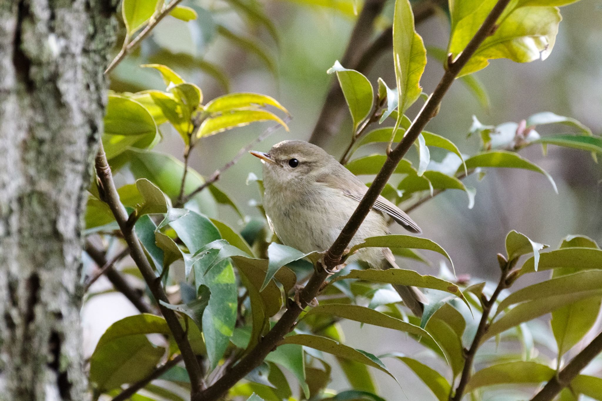 Photo of Japanese Bush Warbler at 都内市街地 by Marco Birds