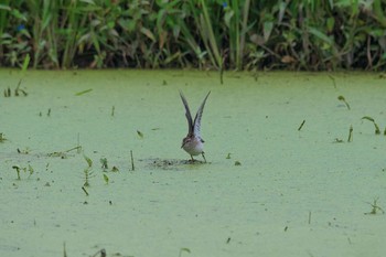 Long-toed Stint 神奈川県 Thu, 9/7/2017