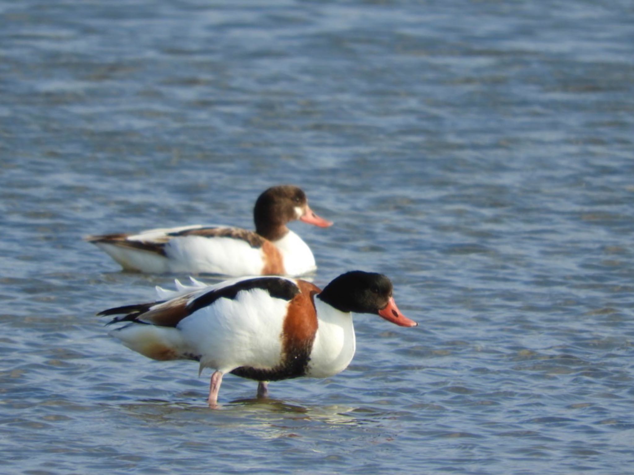 Common Shelduck