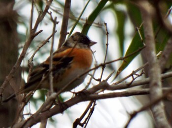 Brambling 神奈川自然環境保全センター Tue, 2/15/2022