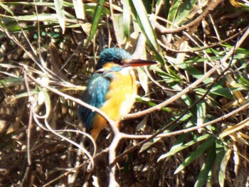 Common Kingfisher 神奈川自然環境保全センター Tue, 2/15/2022