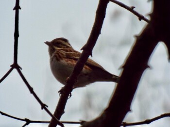 Rustic Bunting 神奈川自然環境保全センター Tue, 2/15/2022