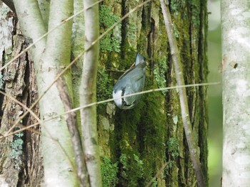 Eurasian Nuthatch Hinohara Tomin no mori Fri, 9/8/2017