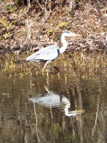 Grey Heron 神奈川自然環境保全センター Tue, 2/15/2022