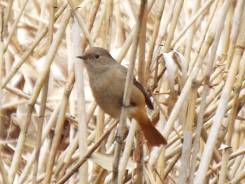 Daurian Redstart 神奈川自然環境保全センター Tue, 2/15/2022