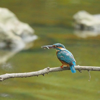 Common Kingfisher Kasai Rinkai Park Mon, 9/4/2017