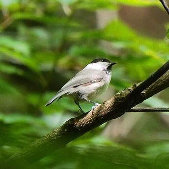 Willow Tit Kasai Rinkai Park Fri, 9/8/2017