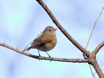 ルリビタキ 北本自然観察公園 2022年2月15日(火)