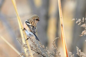 Siberian Long-tailed Rosefinch 近所の河川敷 Sun, 2/13/2022