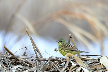 Masked Bunting 近所の河川敷 Sun, 2/13/2022