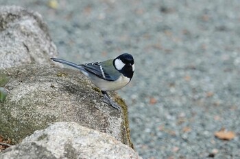 Japanese Tit 名島神社 Fri, 2/11/2022