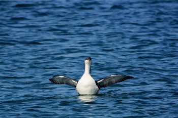 2017年9月9日(土) 長井漁港の野鳥観察記録