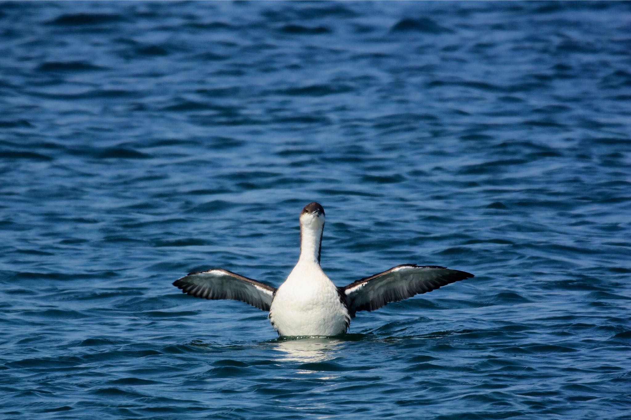 Black-throated Loon