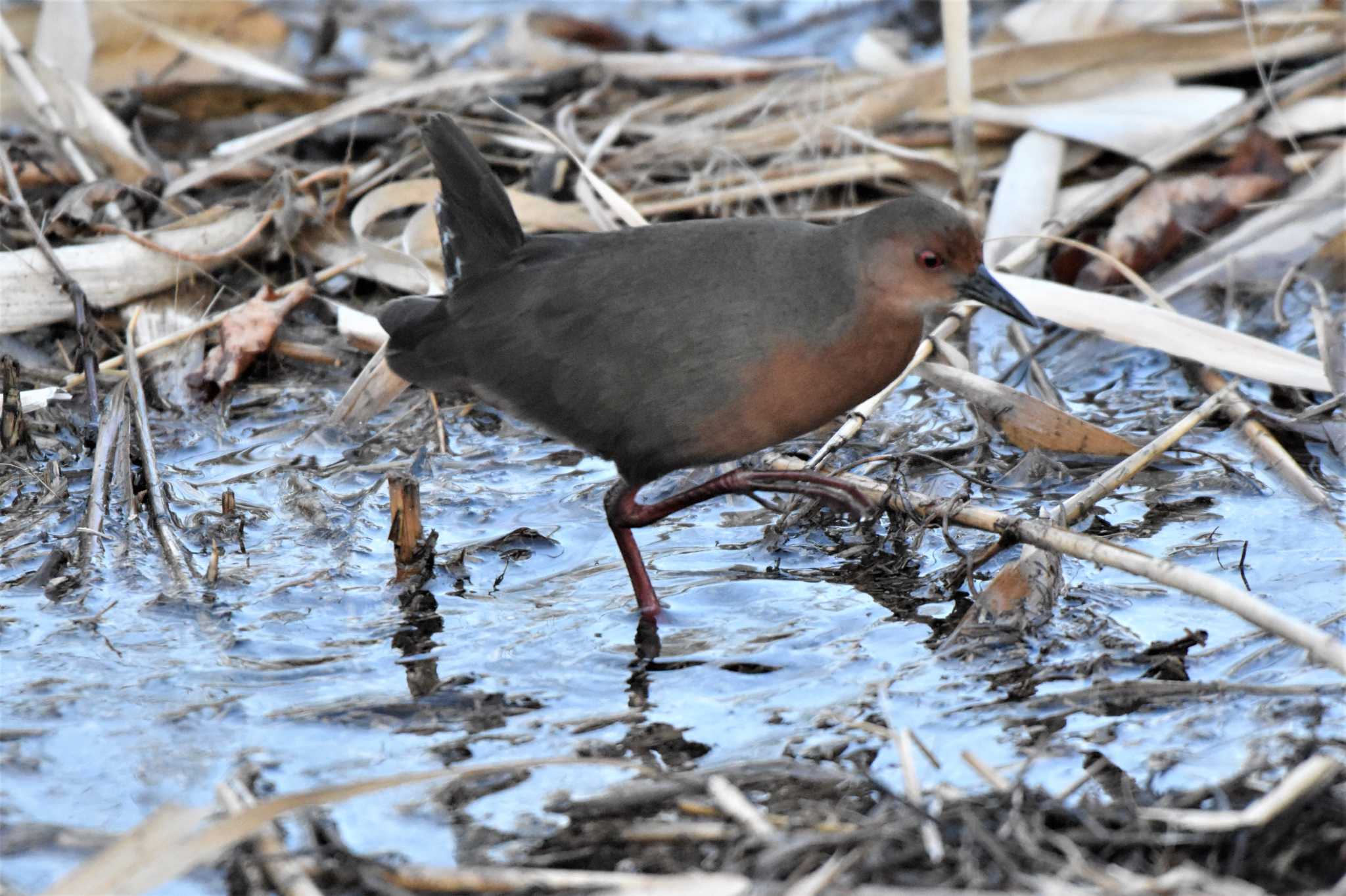 Ruddy-breasted Crake