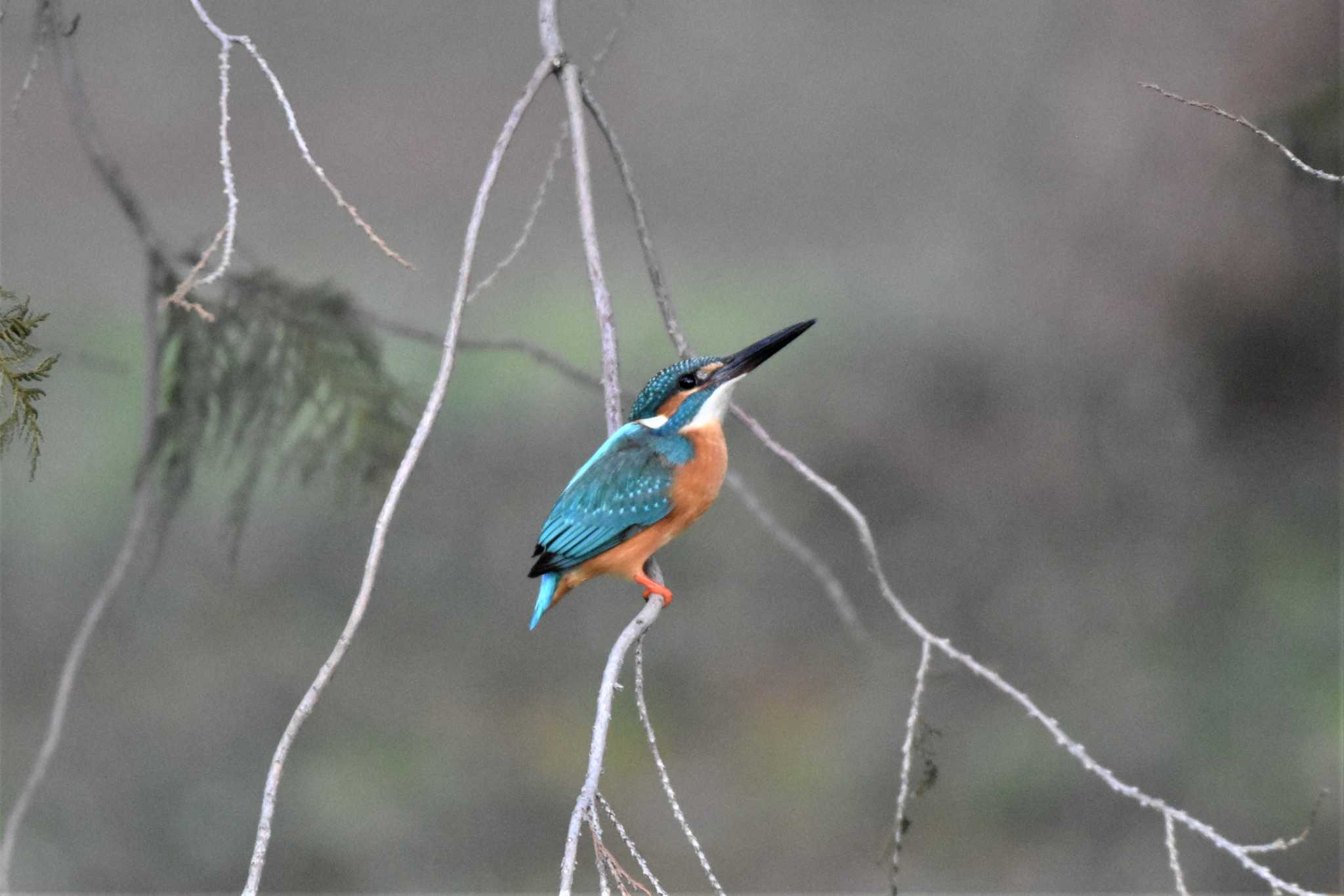 Common Kingfisher